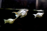 Platinum Balloon Molly Blue Eyes or Diamonds Eyes